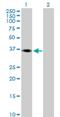 Kiaa0239 antibody, H00023338-B02P, Novus Biologicals, Western Blot image 