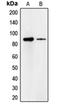 Cadherin 18 antibody, orb213709, Biorbyt, Western Blot image 