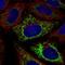 Mitochondrial Fission Factor antibody, NBP2-57687, Novus Biologicals, Immunofluorescence image 