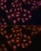 Chromobox 3 antibody, GTX55664, GeneTex, Immunofluorescence image 