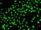 7SK snRNA methylphosphate capping enzyme antibody, abx005378, Abbexa, Western Blot image 