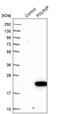 DNA-directed RNA polymerases I, II, and III subunit RPABC2 antibody, PA5-51462, Invitrogen Antibodies, Western Blot image 