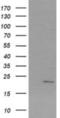 Sex Determining Region Y antibody, NBP2-45430, Novus Biologicals, Western Blot image 