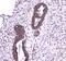Caspase 4 antibody, A02941-1, Boster Biological Technology, Immunohistochemistry frozen image 