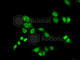 General Transcription Factor IIF Subunit 2 antibody, A5826, ABclonal Technology, Immunofluorescence image 