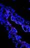 Transforming Growth Factor Beta 3 antibody, PA1-12642, Invitrogen Antibodies, Immunofluorescence image 
