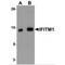 Interferon Induced Transmembrane Protein 1 antibody, MBS151509, MyBioSource, Western Blot image 