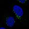 Golgi Reassembly Stacking Protein 2 antibody, NBP2-36779, Novus Biologicals, Immunohistochemistry frozen image 