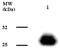 Adiponectin, C1Q And Collagen Domain Containing antibody, GTX16086, GeneTex, Western Blot image 