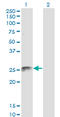 Fas Associated Via Death Domain antibody, LS-C139412, Lifespan Biosciences, Western Blot image 