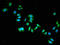 Dihydropyrimidinase Like 2 antibody, LS-C672411, Lifespan Biosciences, Immunofluorescence image 