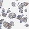 Transforming Growth Factor Beta Induced antibody, NBP2-48534, Novus Biologicals, Immunohistochemistry frozen image 