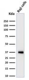 POU Class 2 Homeobox Associating Factor 1 antibody, NBP2-75753, Novus Biologicals, Western Blot image 