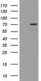 Centrosomal Protein 72 antibody, CF811142, Origene, Western Blot image 