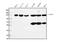 Minichromosome Maintenance Complex Component 2 antibody, M00374-1, Boster Biological Technology, Western Blot image 