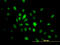 High Mobility Group 20B antibody, LS-C133638, Lifespan Biosciences, Immunofluorescence image 