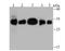 HLA class II histocompatibility antigen, DQ alpha 1 chain antibody, A00232-1, Boster Biological Technology, Western Blot image 