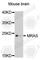 Muscle RAS Oncogene Homolog antibody, A8315, ABclonal Technology, Western Blot image 