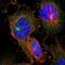 TBC1 Domain Family Member 9 antibody, NBP2-13414, Novus Biologicals, Immunofluorescence image 