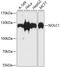 Nucleolar and coiled-body phosphoprotein 1 antibody, A04778-1, Boster Biological Technology, Western Blot image 