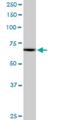 Myeloid Zinc Finger 1 antibody, H00007593-M04, Novus Biologicals, Western Blot image 