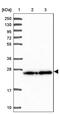 PDGFA Associated Protein 1 antibody, PA5-62166, Invitrogen Antibodies, Western Blot image 