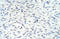 Ring Finger Protein 8 antibody, orb330092, Biorbyt, Immunohistochemistry paraffin image 