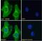 Integral Membrane Protein 2B antibody, NBP1-36963, Novus Biologicals, Immunofluorescence image 