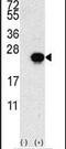 HBGF-1 antibody, PA5-13394, Invitrogen Antibodies, Western Blot image 