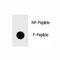Inhibitor Of Nuclear Factor Kappa B Kinase Subunit Beta antibody, F48707-0.4ML, NSJ Bioreagents, Dot Blot image 