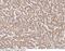 DNA Methyltransferase 3 Alpha antibody, 100785-T08, Sino Biological, Immunohistochemistry paraffin image 