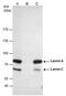Lamin A/C antibody, PA5-78042, Invitrogen Antibodies, Immunoprecipitation image 