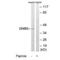 G Protein Subunit Beta 5 antibody, A06754, Boster Biological Technology, Western Blot image 