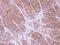 Tropomyosin 2 antibody, PA5-22012, Invitrogen Antibodies, Immunohistochemistry paraffin image 