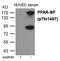 Mediator Complex Subunit 1 antibody, GTX55418, GeneTex, Western Blot image 