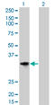 Cyclin D2 antibody, LS-C196832, Lifespan Biosciences, Western Blot image 