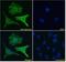 Sprouty antibody, NBP1-51918, Novus Biologicals, Immunofluorescence image 