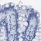 Asialoglycoprotein Receptor 1 antibody, PA5-52994, Invitrogen Antibodies, Immunohistochemistry paraffin image 