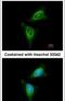 90 kDa ribosomal protein S6 kinase 1 antibody, PA5-29215, Invitrogen Antibodies, Immunofluorescence image 