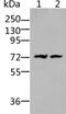 Bradykinin Receptor B2 antibody, PA5-50488, Invitrogen Antibodies, Western Blot image 