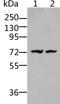 Bradykinin Receptor B2 antibody, PA5-50488, Invitrogen Antibodies, Western Blot image 