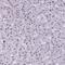 Histone Cluster 4 H4 antibody, NBP2-54695, Novus Biologicals, Immunohistochemistry paraffin image 