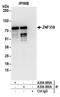 Zinc Finger Protein 358 antibody, A304-090A, Bethyl Labs, Immunoprecipitation image 