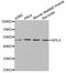 Ribosomal Protein L4 antibody, A05175, Boster Biological Technology, Western Blot image 