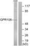 G Protein-Coupled Receptor 108 antibody, abx015294, Abbexa, Western Blot image 