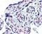 Interleukin 1 Receptor Type 1 antibody, 48-022, ProSci, Immunohistochemistry paraffin image 