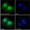 BCL6 Corepressor antibody, 45-326, ProSci, Enzyme Linked Immunosorbent Assay image 
