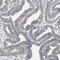 Protocadherin 7 antibody, NBP1-88610, Novus Biologicals, Immunohistochemistry paraffin image 