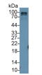 RALBP1 antibody, LS-C301191, Lifespan Biosciences, Western Blot image 