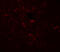Small Nuclear Ribonucleoprotein Polypeptide N antibody, 8155, ProSci, Immunofluorescence image 
